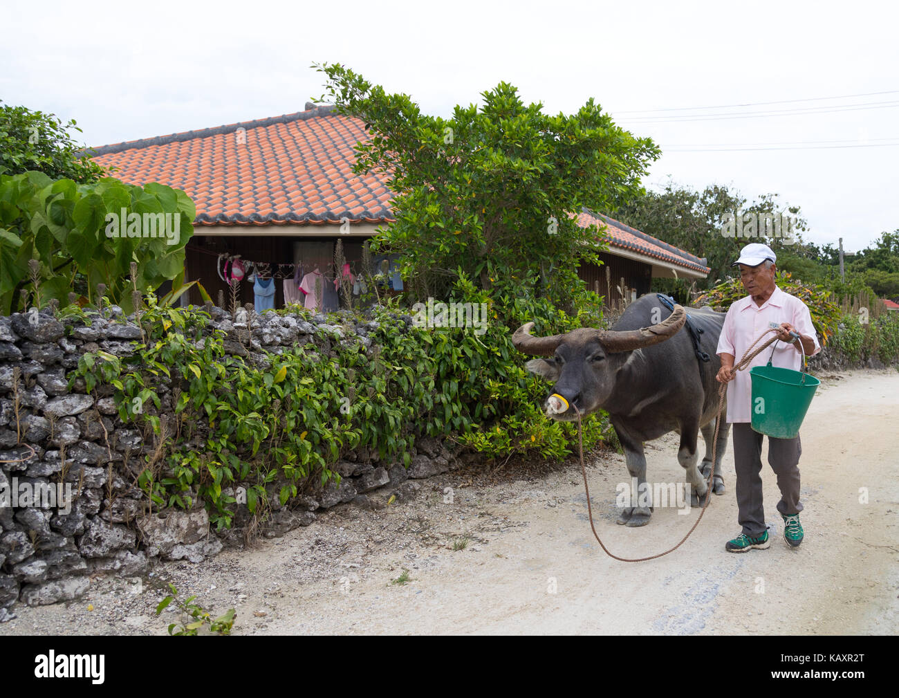 Uomo Japanses passando davanti ad una casa con un bufalo, Isole Yaeyama, Isola di Taketomi, Giappone Foto Stock