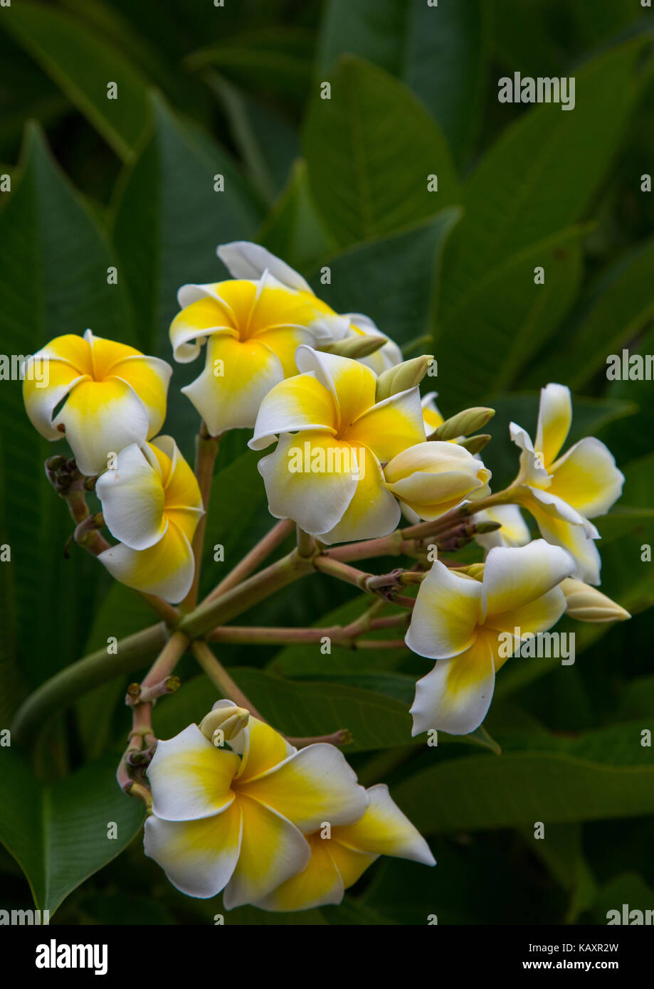 Close-up di frangipani blooming all aperto , isole yaeyama, Isola di Taketomi, Giappone Foto Stock