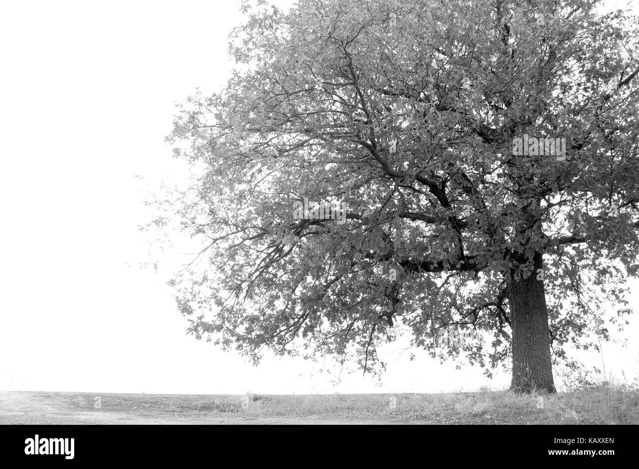 Grande albero autunno contro il Cielo trasparente Foto Stock