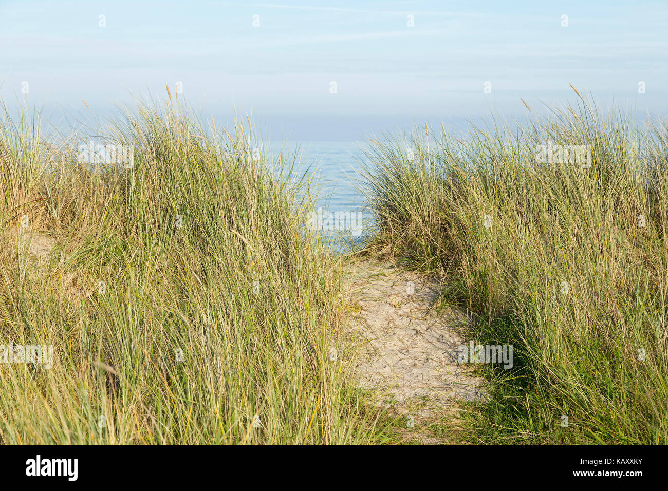 Le dune a Schuby Beach, Schleswig-Holstein, Germania Foto Stock