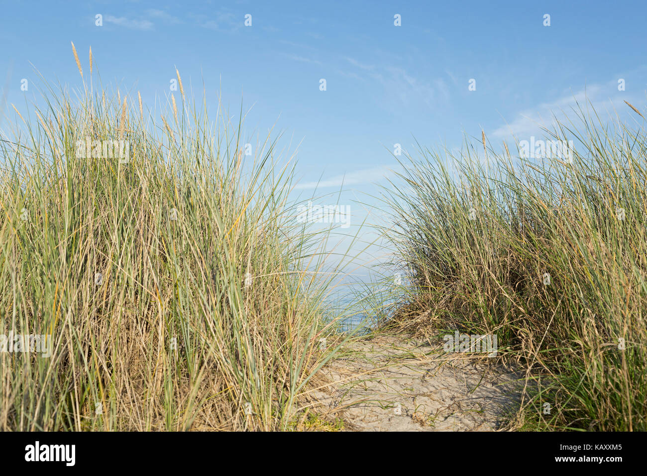 Le dune a Schuby Beach, Schleswig-Holstein, Germania Foto Stock
