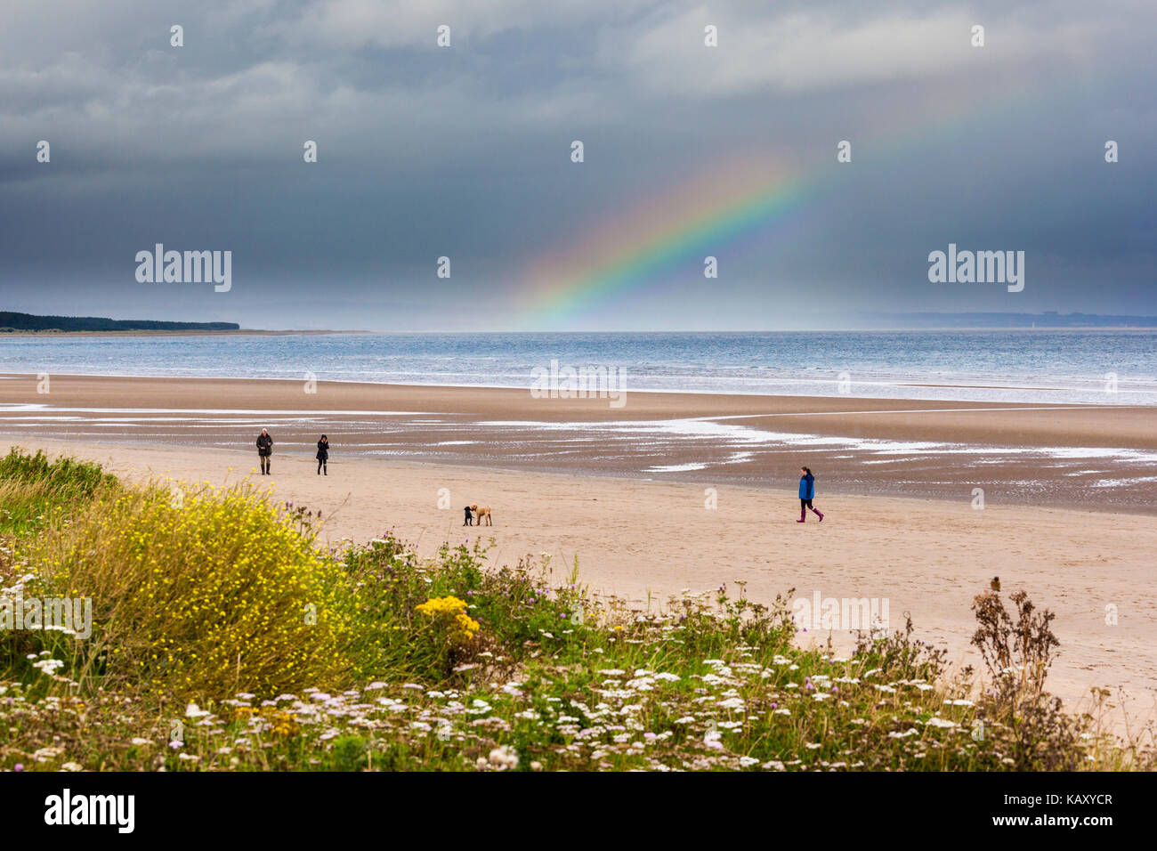 Domenica pomeriggio cane a piedi sulla spiaggia di West Sands accanto ai campi da golf a St Andrews, Fife, Scozia Regno Unito Foto Stock