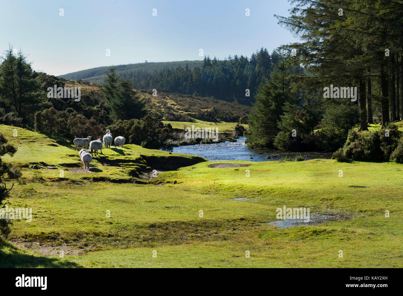 Pecore pascolano sulle rive dell'est fiume Dart a bellever su dartmoor devon in una giornata di sole con cielo blu chiaro Foto Stock