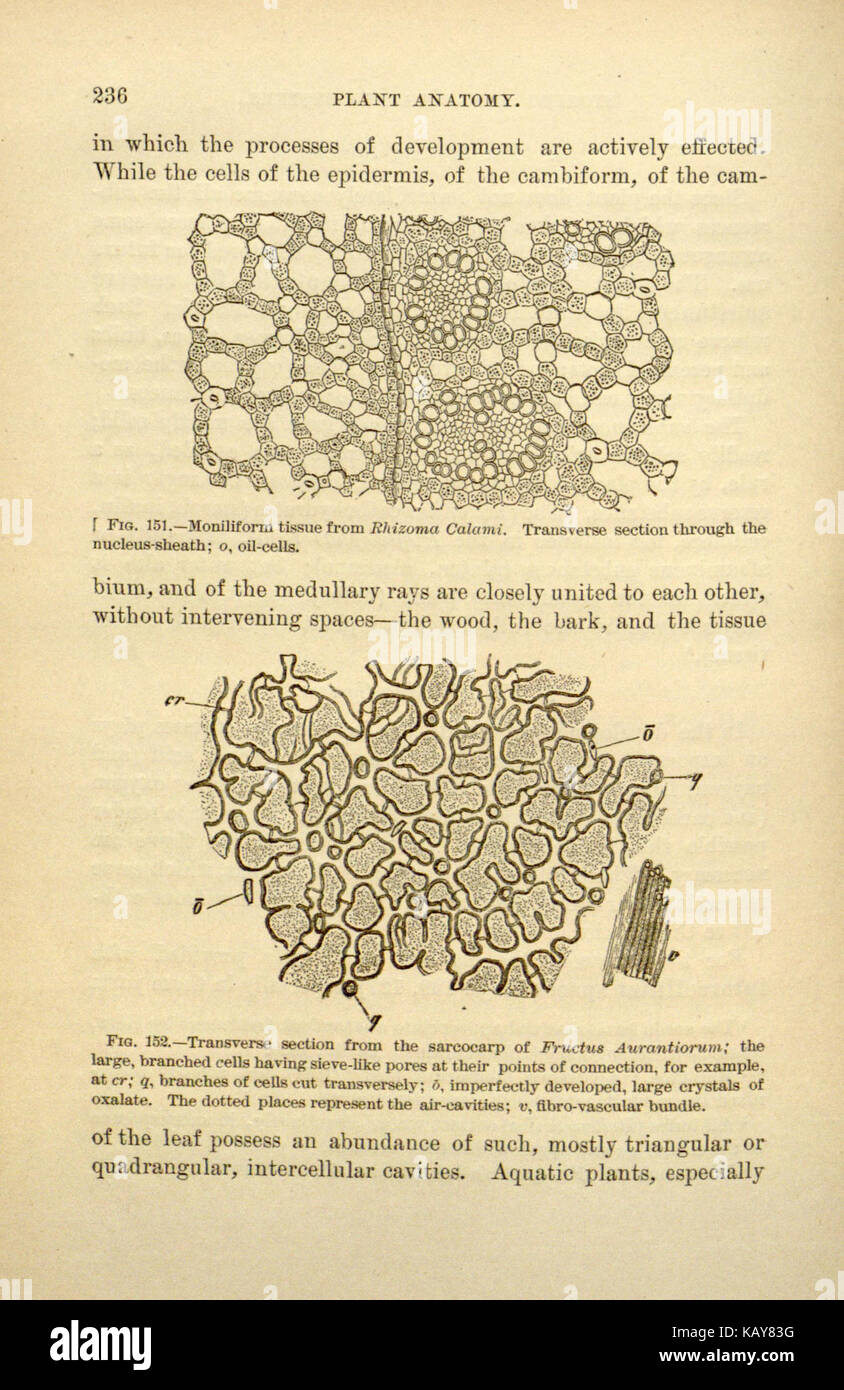 La farmacognosia è lo studio delle piante medicinali e dei loro composti bioattivi. Questa pagina esplora i principi della farmacognosia, concentrandosi sui farmaci derivati dalle piante, la loro estrazione e le applicazioni nella medicina moderna. Foto Stock