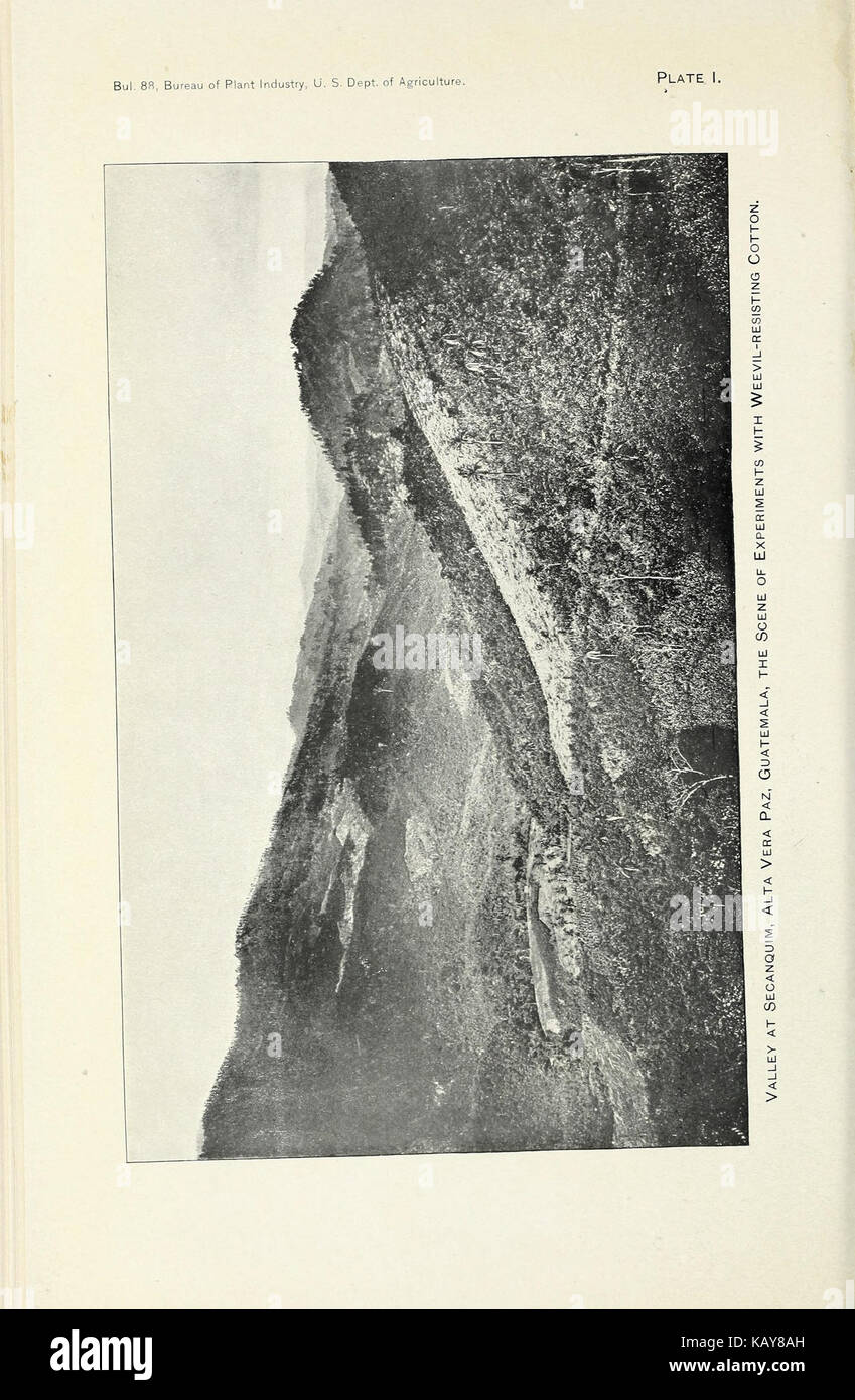 Curculione adattamenti resistente della pianta di cotone BHL41939525 Foto Stock