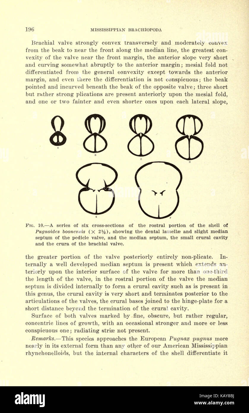 Il Mississippian Brachiopoda della valle del Mississippi bacino (pagina 196) BHL20687847 Foto Stock