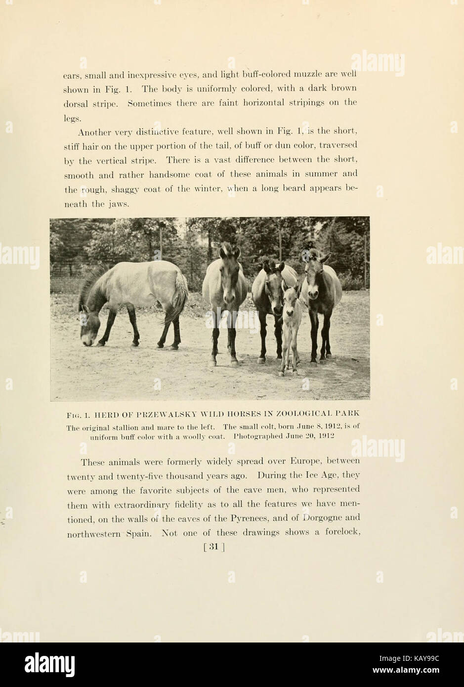 Il cavallo, del passato e del presente, al Museo Americano di Storia Naturale e il Parco Zoologico (pagina 31) BHL9388134 Foto Stock