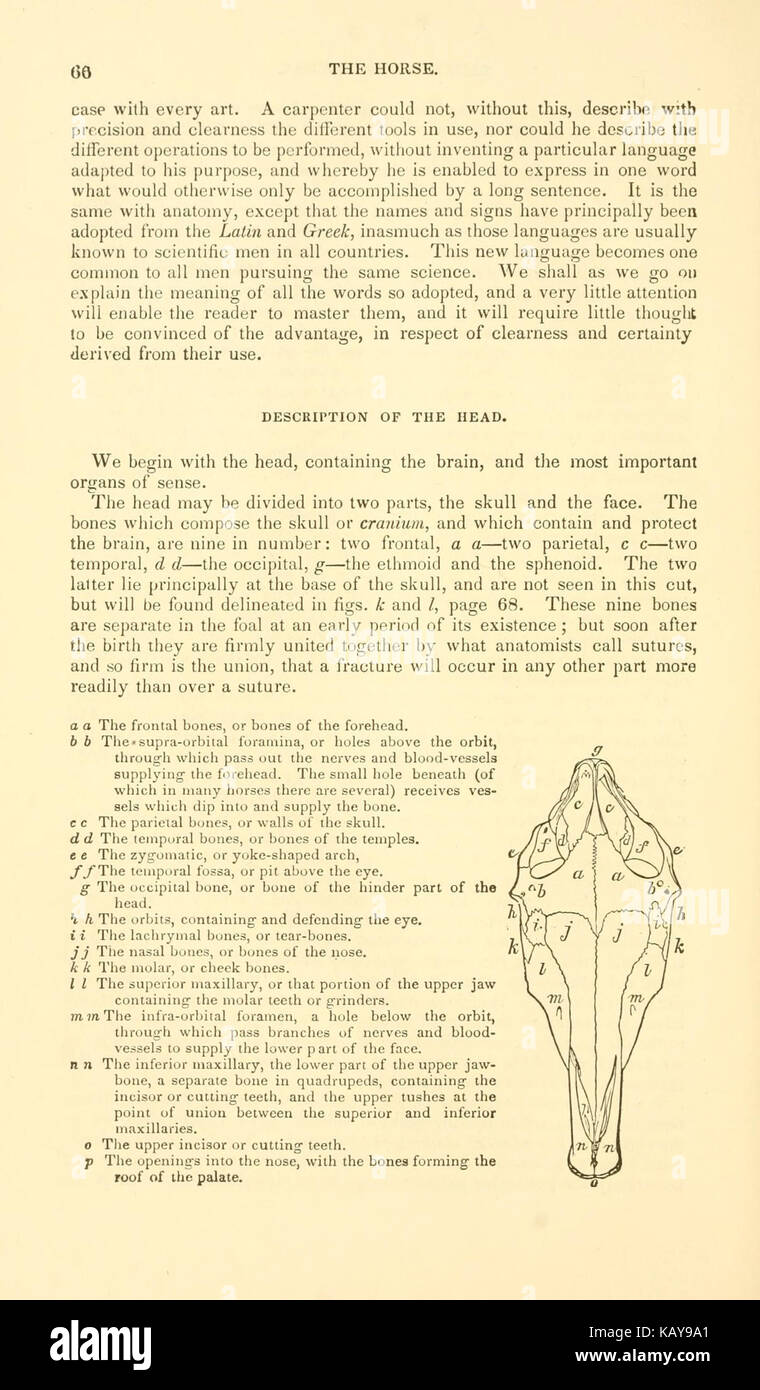 Youatt storia, trattamento, e malattie del cavallo (pagina 66) BHL18657911 Foto Stock