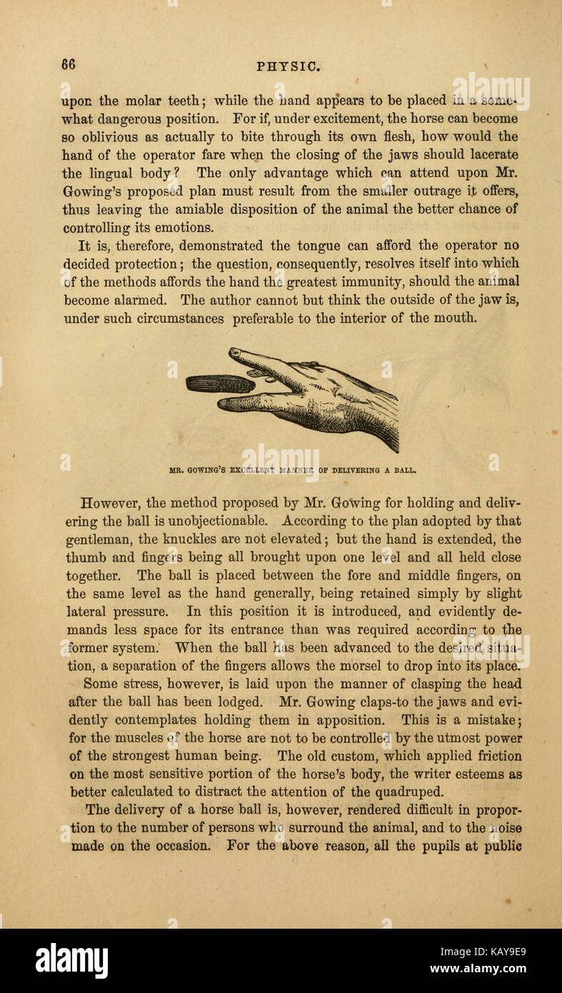 Il cavallo illustrato management (pagina 66) BHL21199509 Foto Stock