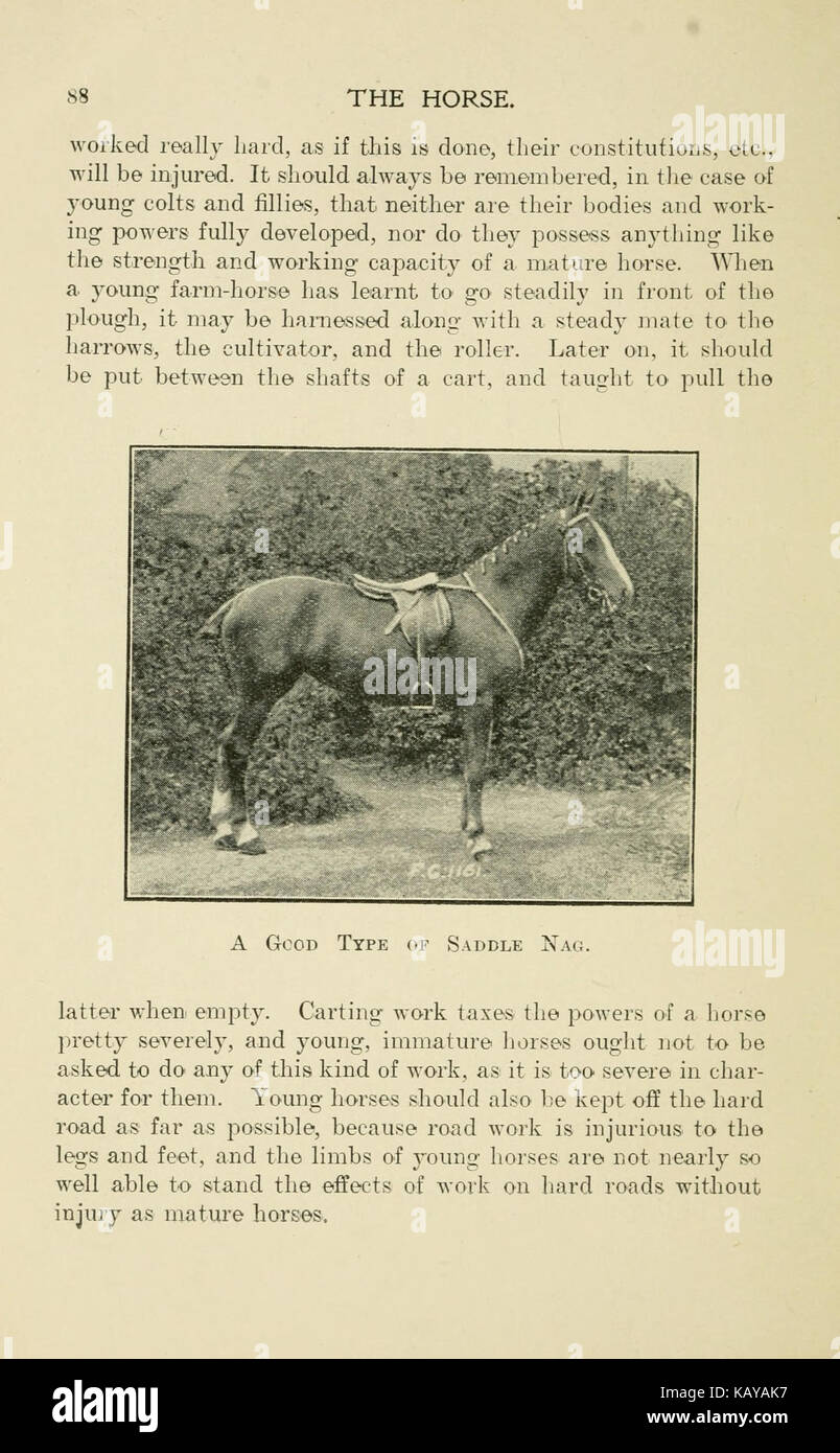 Un'illustrazione o una descrizione di "The Horse" a pagina 88 di un lavoro di riferimento BHL. L'immagine o il testo esplora la storia e l'anatomia dei cavalli, spesso parte di uno studio più ampio sulla scienza equina o sull'educazione veterinaria. Foto Stock