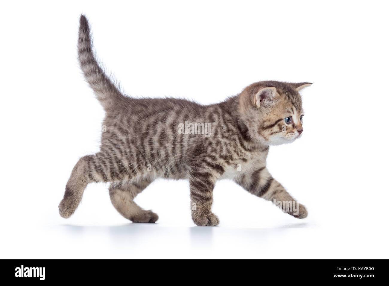Grigio gattino graziosamente a piedi lungo lo sfondo bianco Foto Stock
