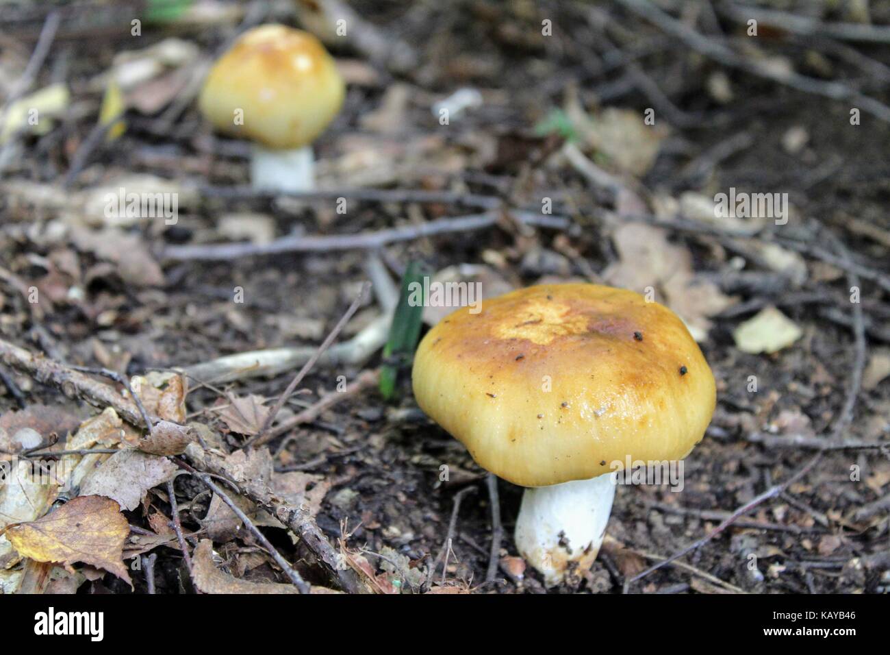 Fungo con tappo luce cresce sul terreno in erba bassa. Foto Stock