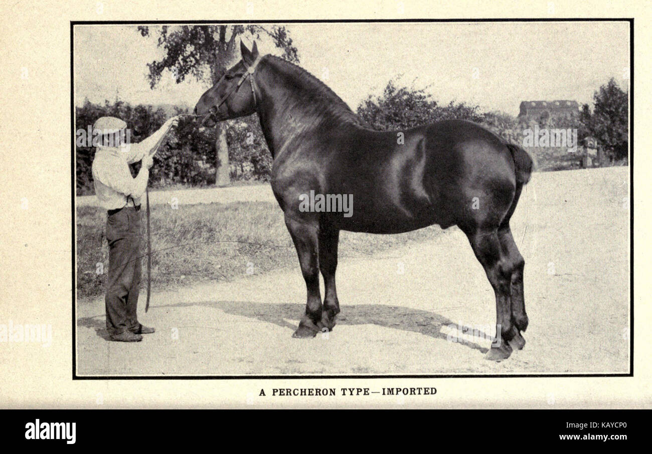 Un libro illustrato sui cavalli, con raffigurazioni dettagliate di varie razze e significato storico, che mette in evidenza il ruolo dei cavalli nella cultura e nel lavoro. Foto Stock