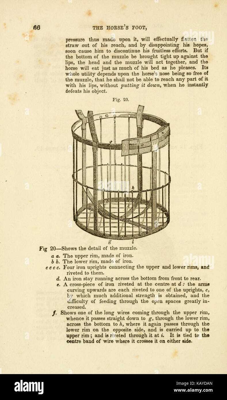 Il cavallo di piede e come mantenerlo suono (pagina 66) BHL22419983 Foto Stock