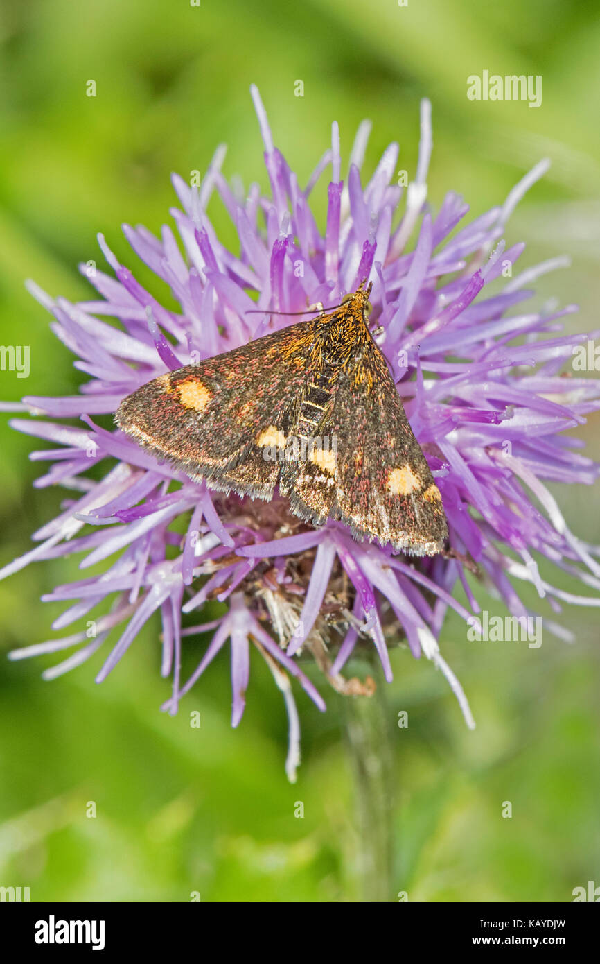 Piccola viola e oro micro-moth alimentazione su creeping thistle Foto Stock