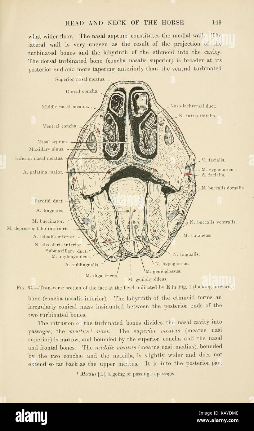 La anatomia topografica della testa e del collo del cavallo (pagina 149)  BHL9422997 Foto stock - Alamy