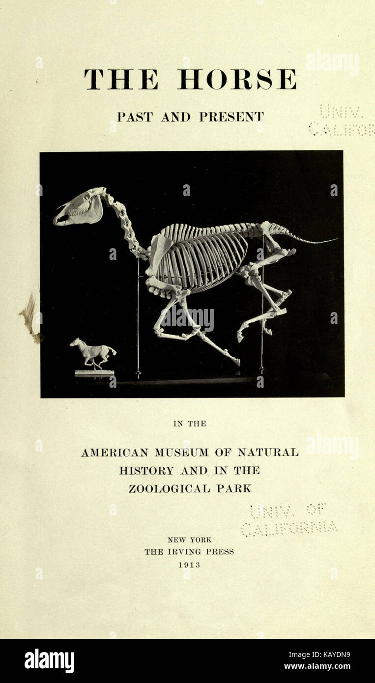 Il cavallo, del passato e del presente, al Museo Americano di Storia Naturale e il Parco Zoologico BHL16978150 Foto Stock