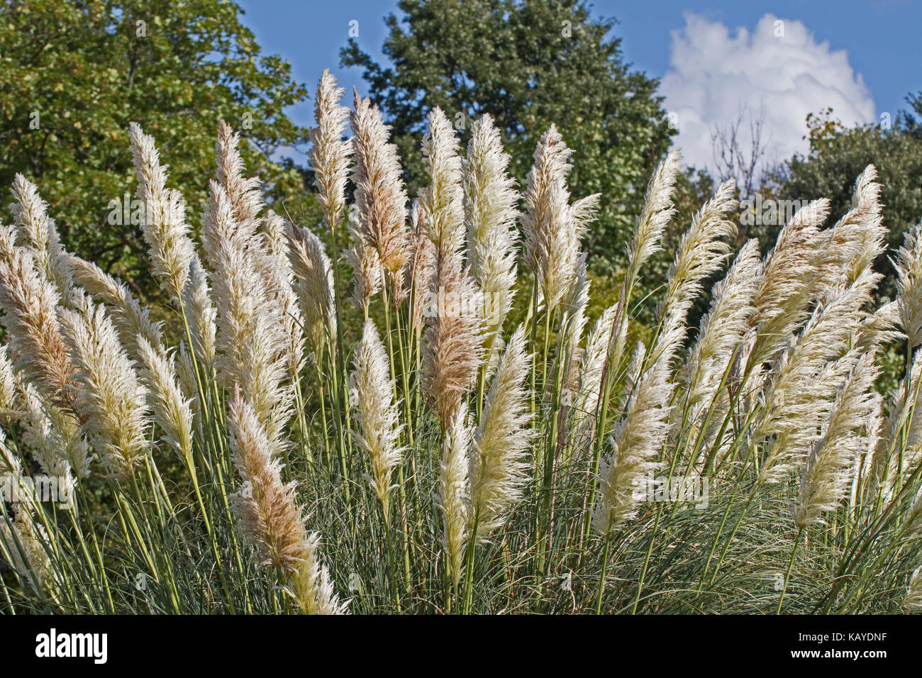 Pampa erba in a sud di un cimitero di Londra Foto Stock