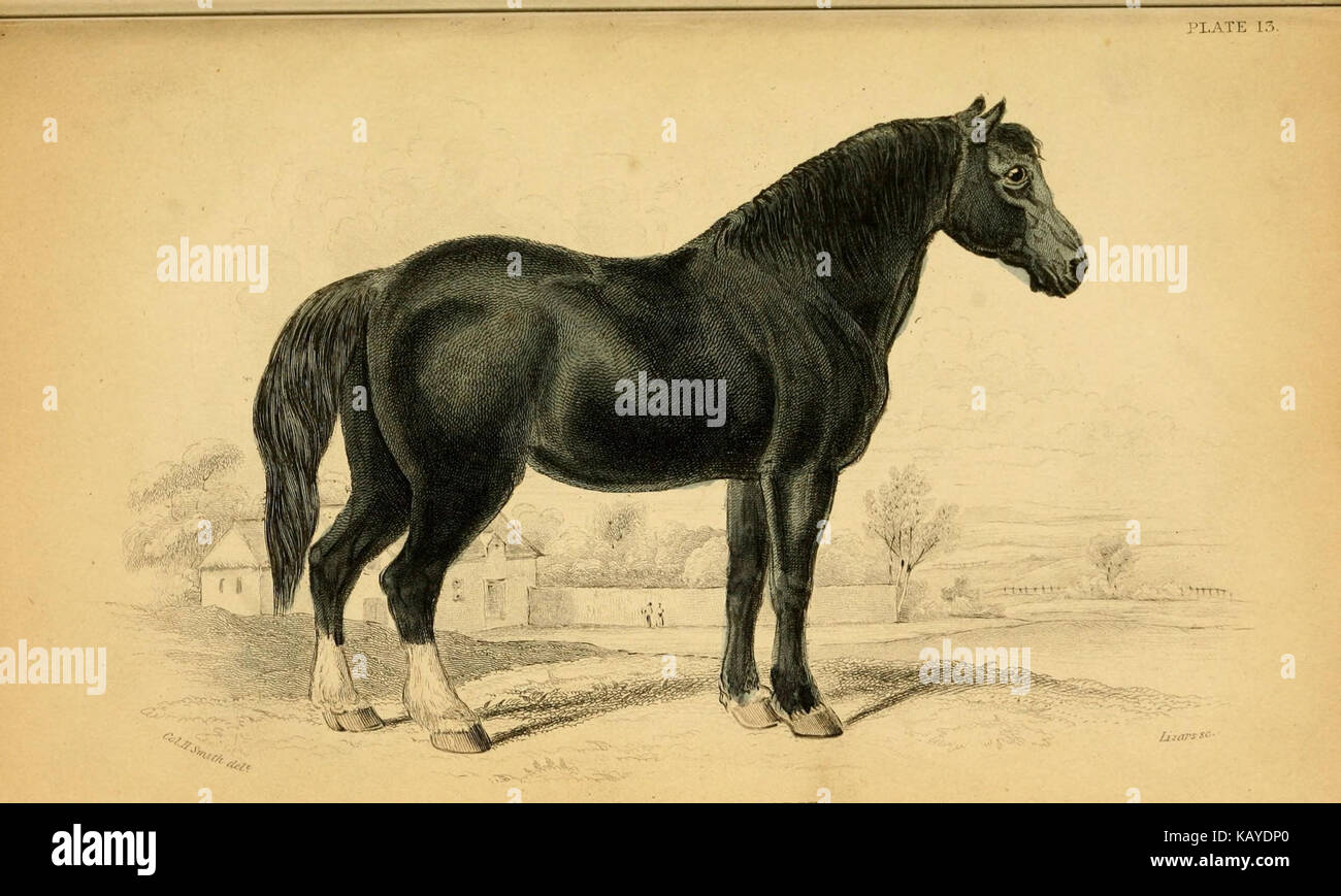 Un'illustrazione tratta da "la storia naturale dei cavalli", placca XIII, raffigurante l'anatomia e le caratteristiche dei cavalli. Questo lavoro contribuisce allo studio della biologia equina e della storia naturale. Foto Stock