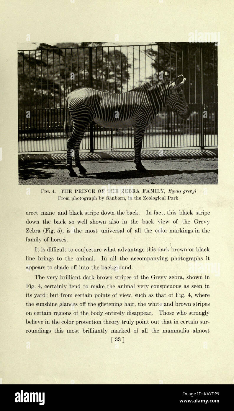 Il cavallo, del passato e del presente, al Museo Americano di Storia Naturale e il Parco Zoologico (pagina 33) BHL16978134 Foto Stock