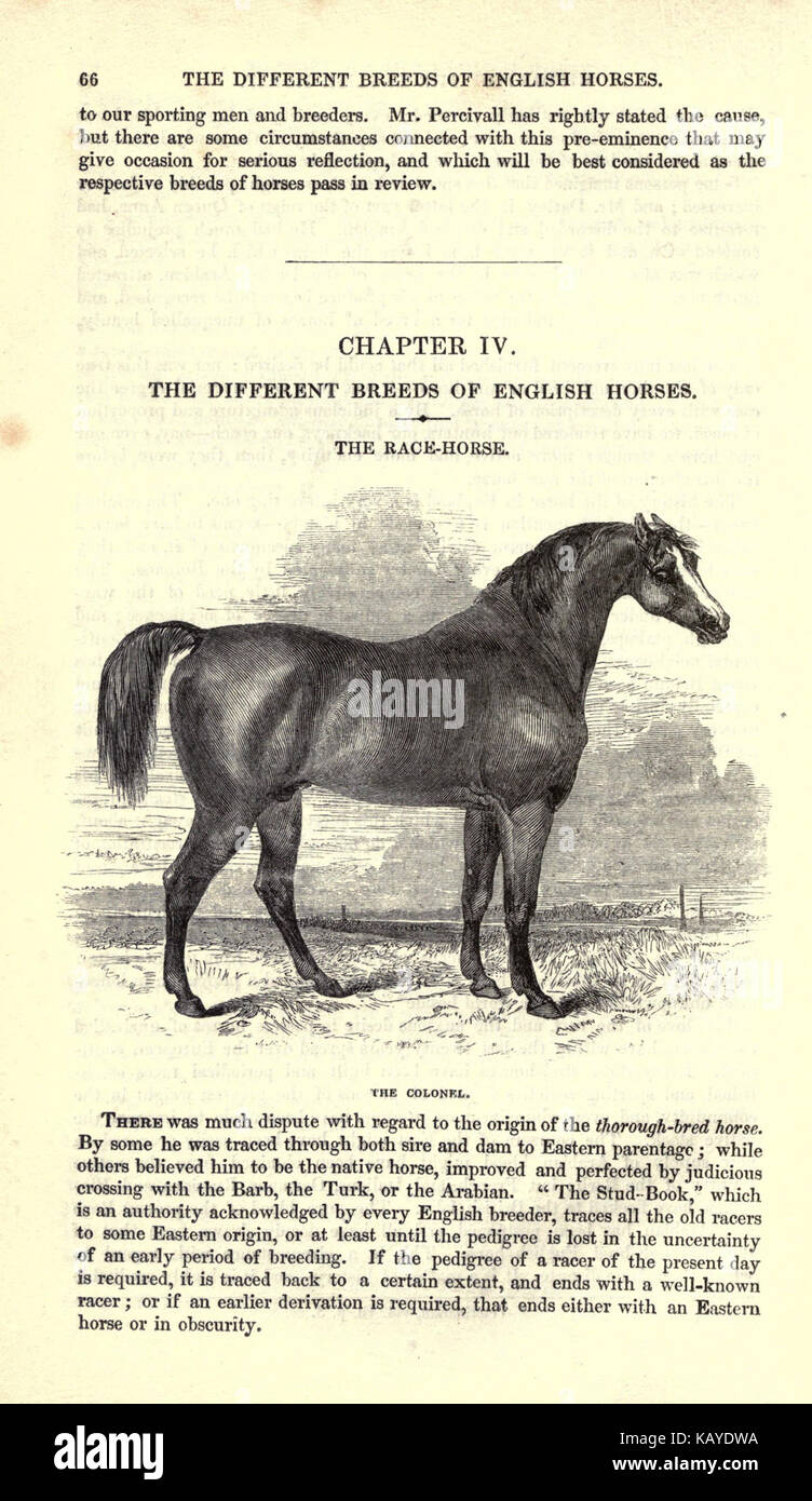 Il cavallo (pagina 66) BHL17966686 Foto Stock