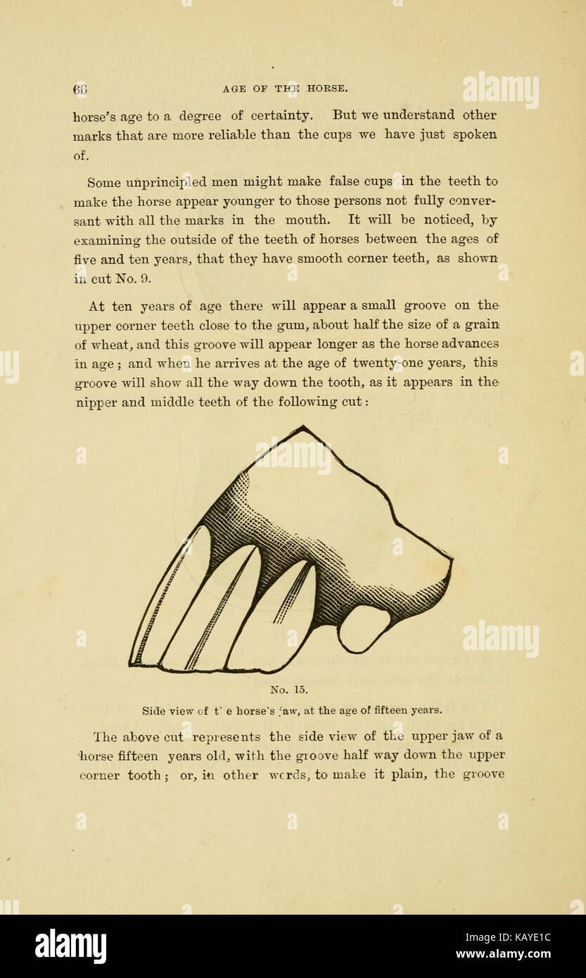 Il cavallo e cane (pagina 66) BHL21879444 Foto Stock