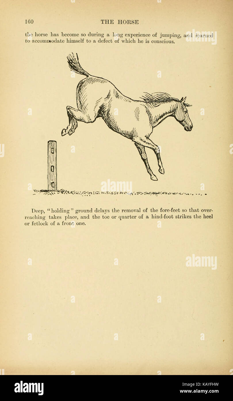 Un'illustrazione tratta da un'opera di storia naturale, raffigurante un cavallo sia in ambiente stabile che in campo, evidenziandone il ruolo nell'agricoltura e nella vita domestica. Foto Stock