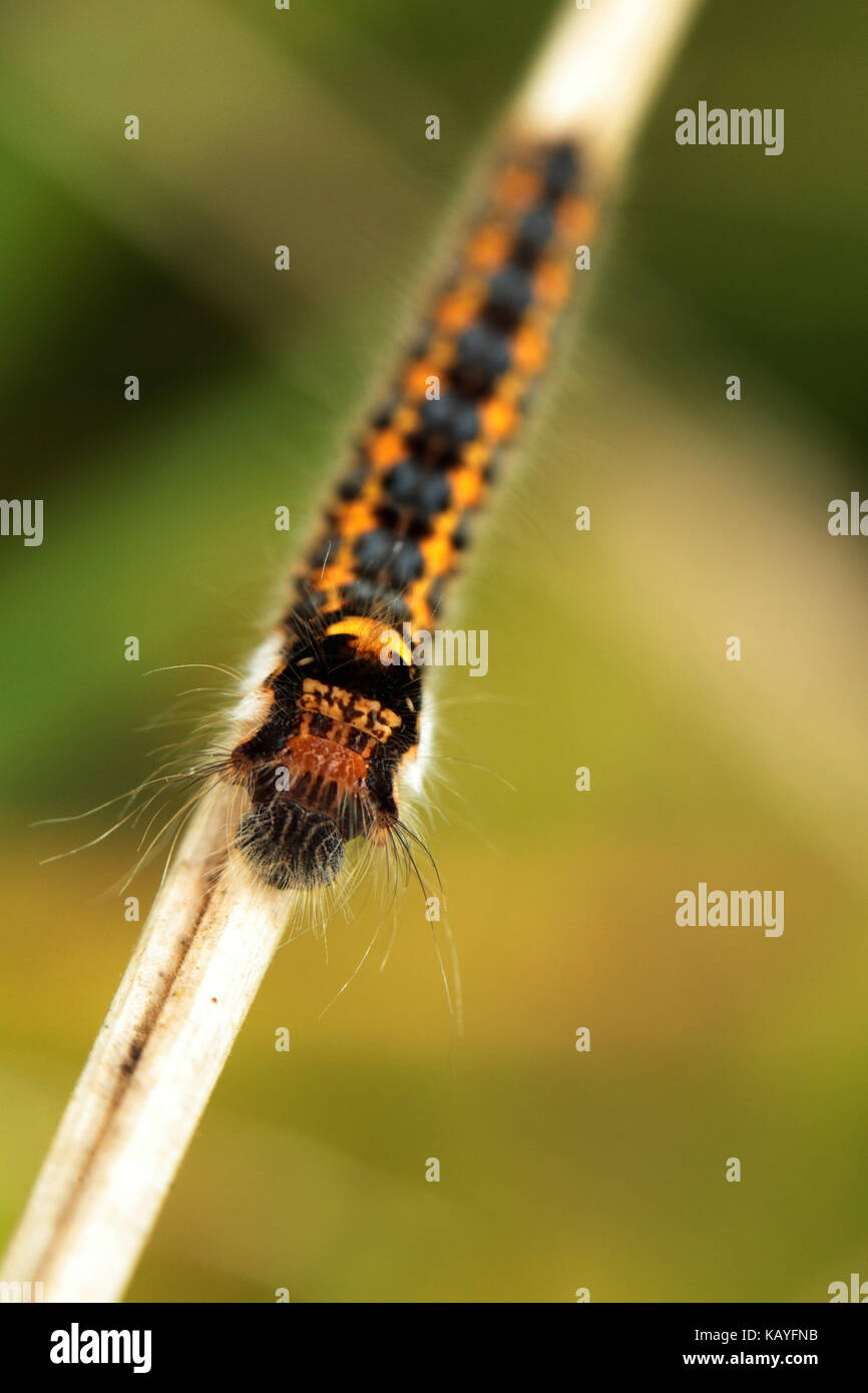 Bevitore moth caterpillar Foto Stock