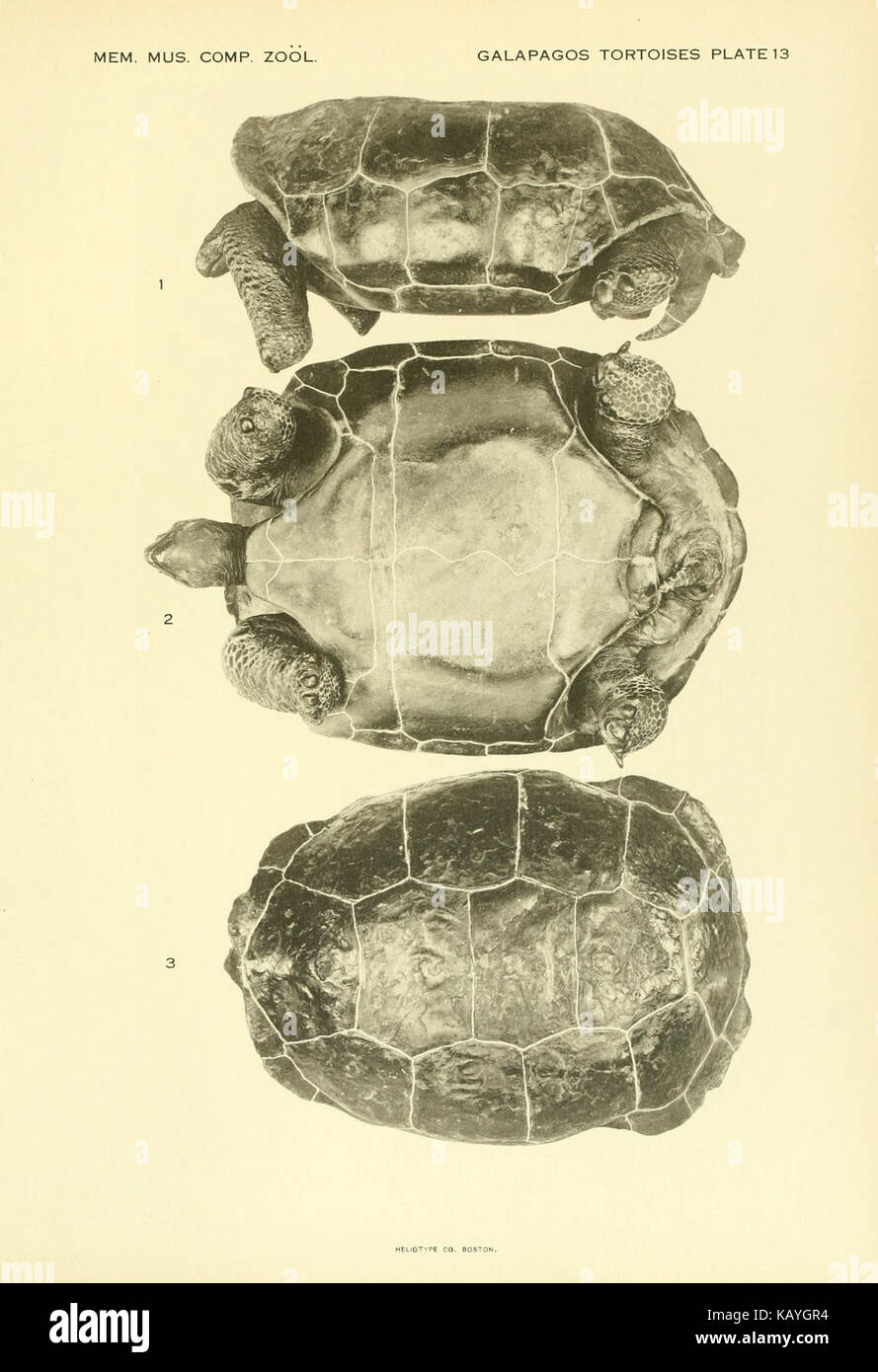 Le tartarughe Galapagos (piastra 13) BHL4373937 Foto Stock