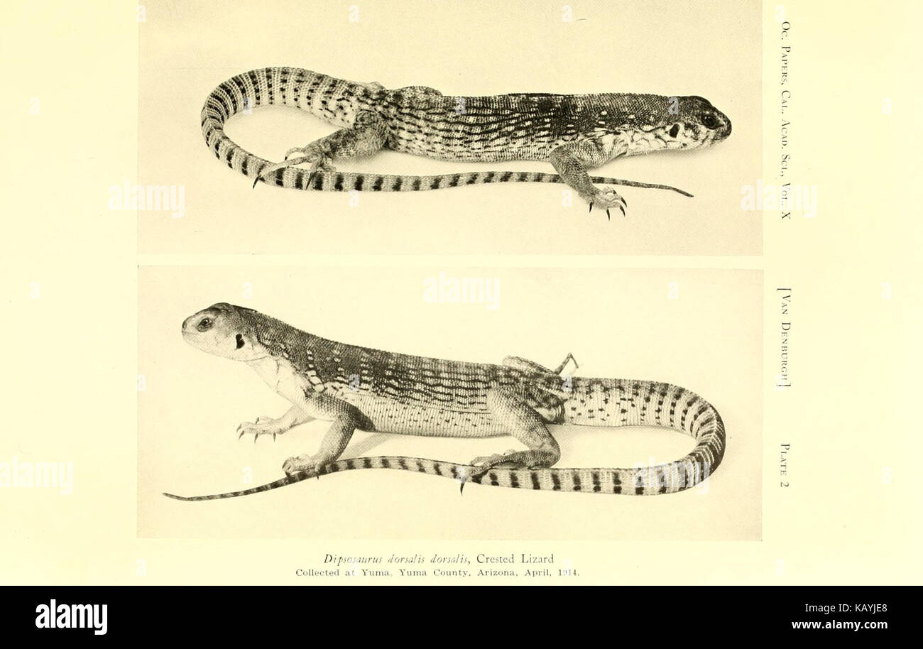 I rettili di western Nord America BHL12773641 Foto Stock