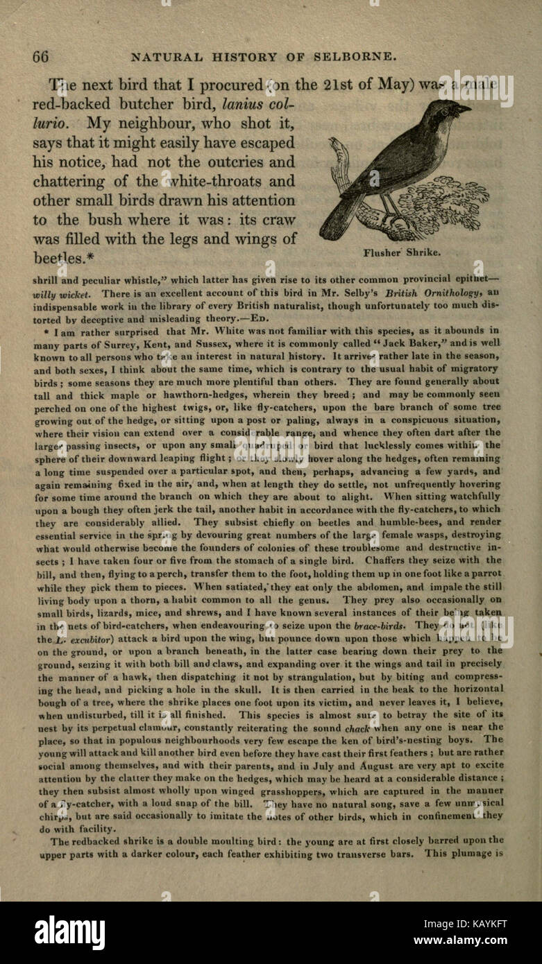 La storia naturale di Selborne, con sue antichità; naturalista calendario, e c (pagina 66) BHL19589471 Foto Stock