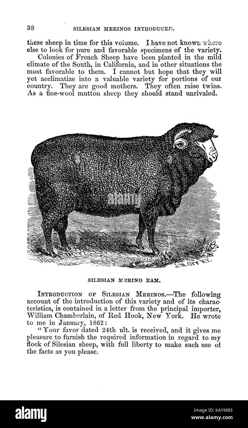 La pratica pastore BHL37776087 Foto Stock