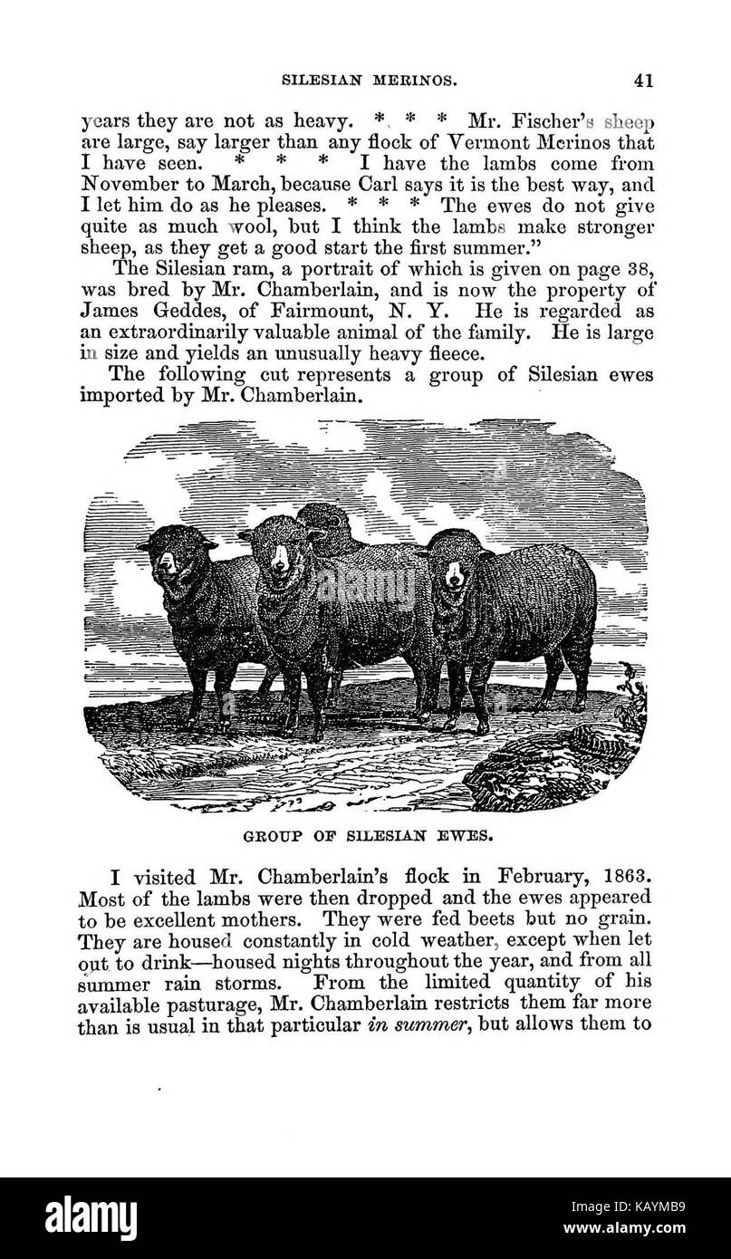 La pratica pastore BHL37776090 Foto Stock