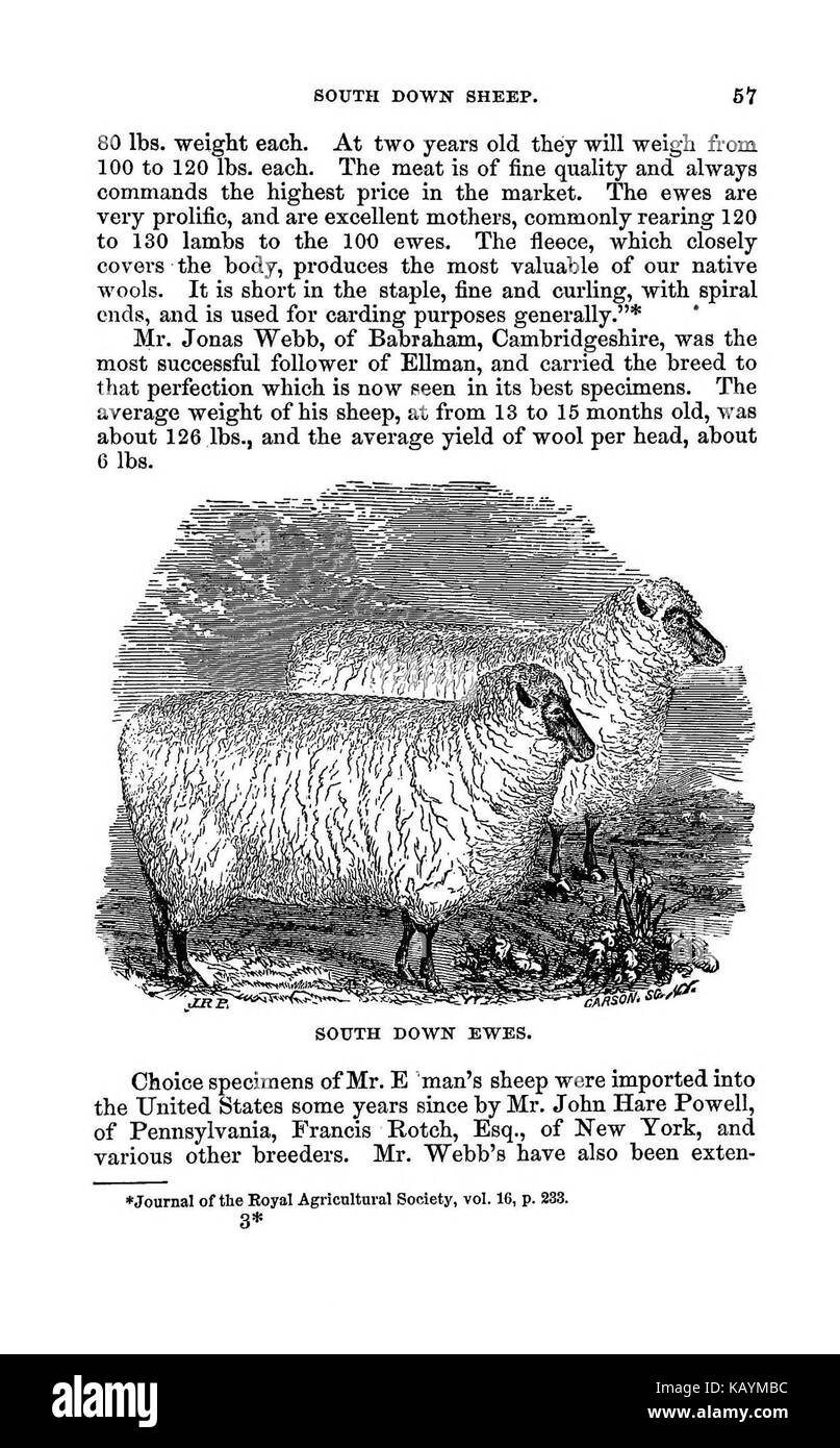 La pratica pastore BHL37776106 Foto Stock