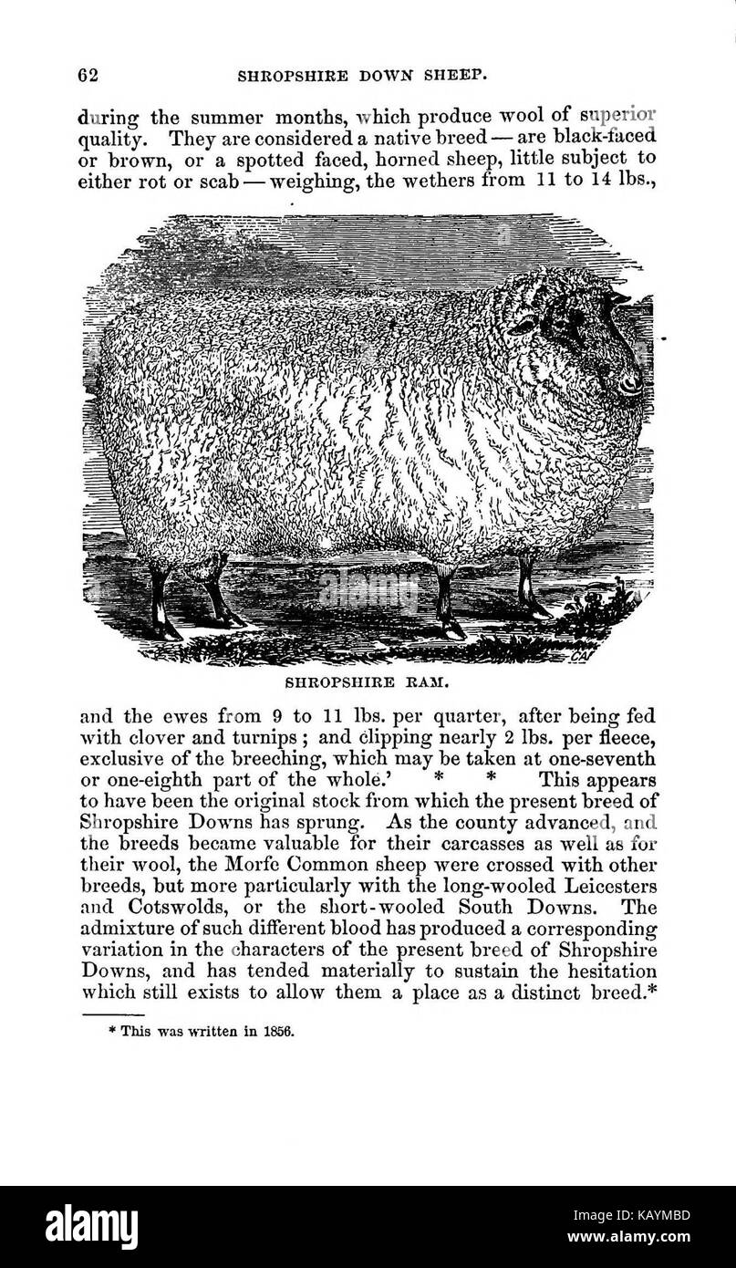 La pratica pastore BHL37776111 Foto Stock