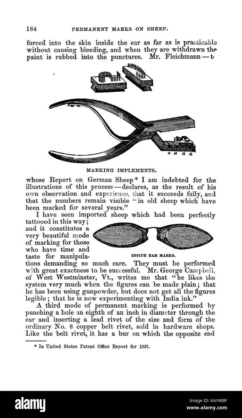 La pratica pastore BHL37776233 Foto Stock