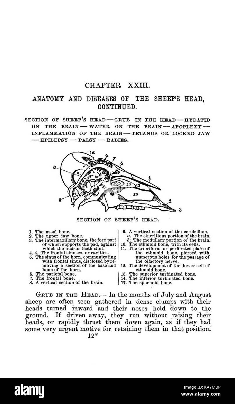 La pratica pastore BHL37776322 Foto Stock