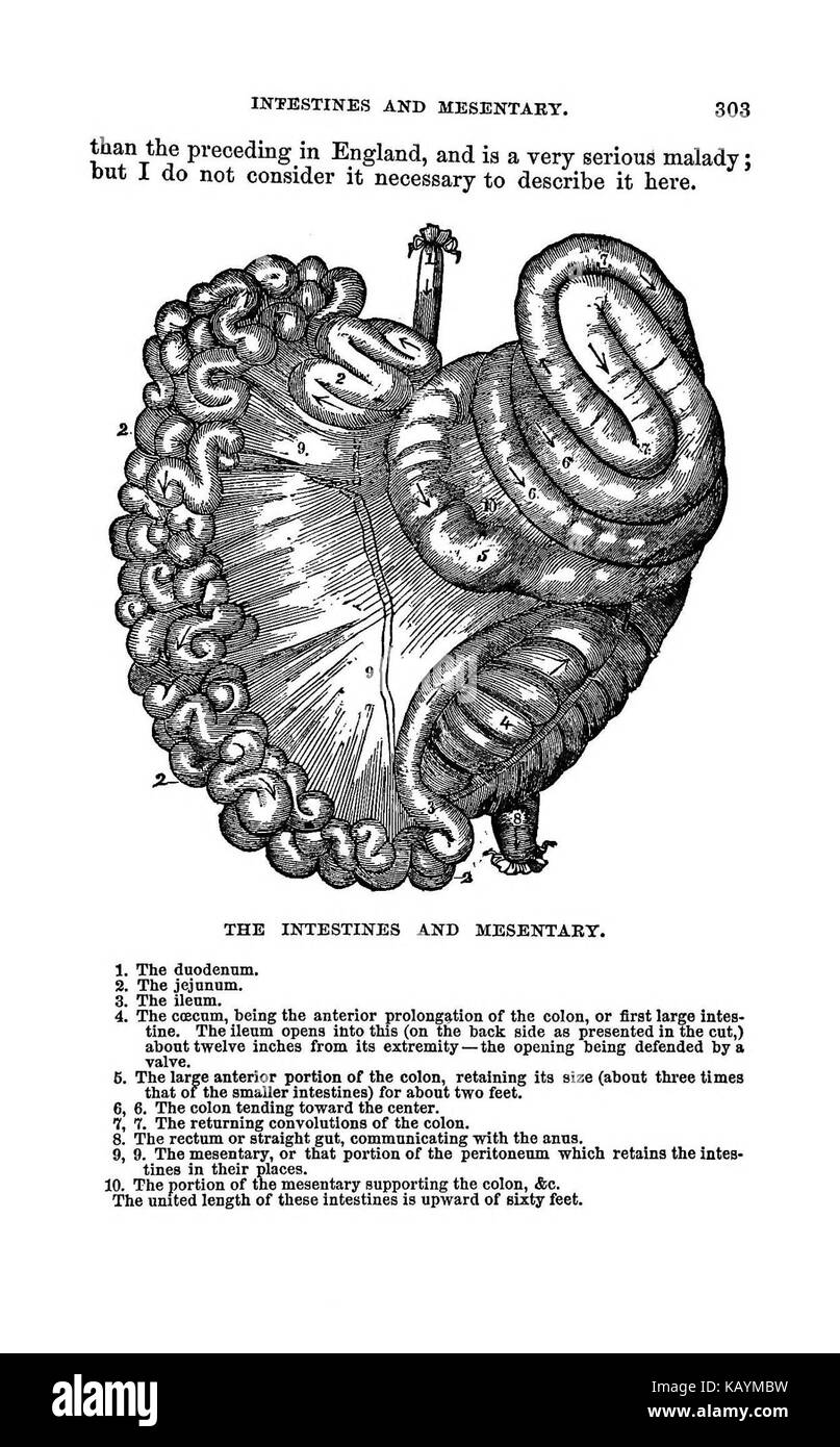 La pratica pastore BHL37776352 Foto Stock