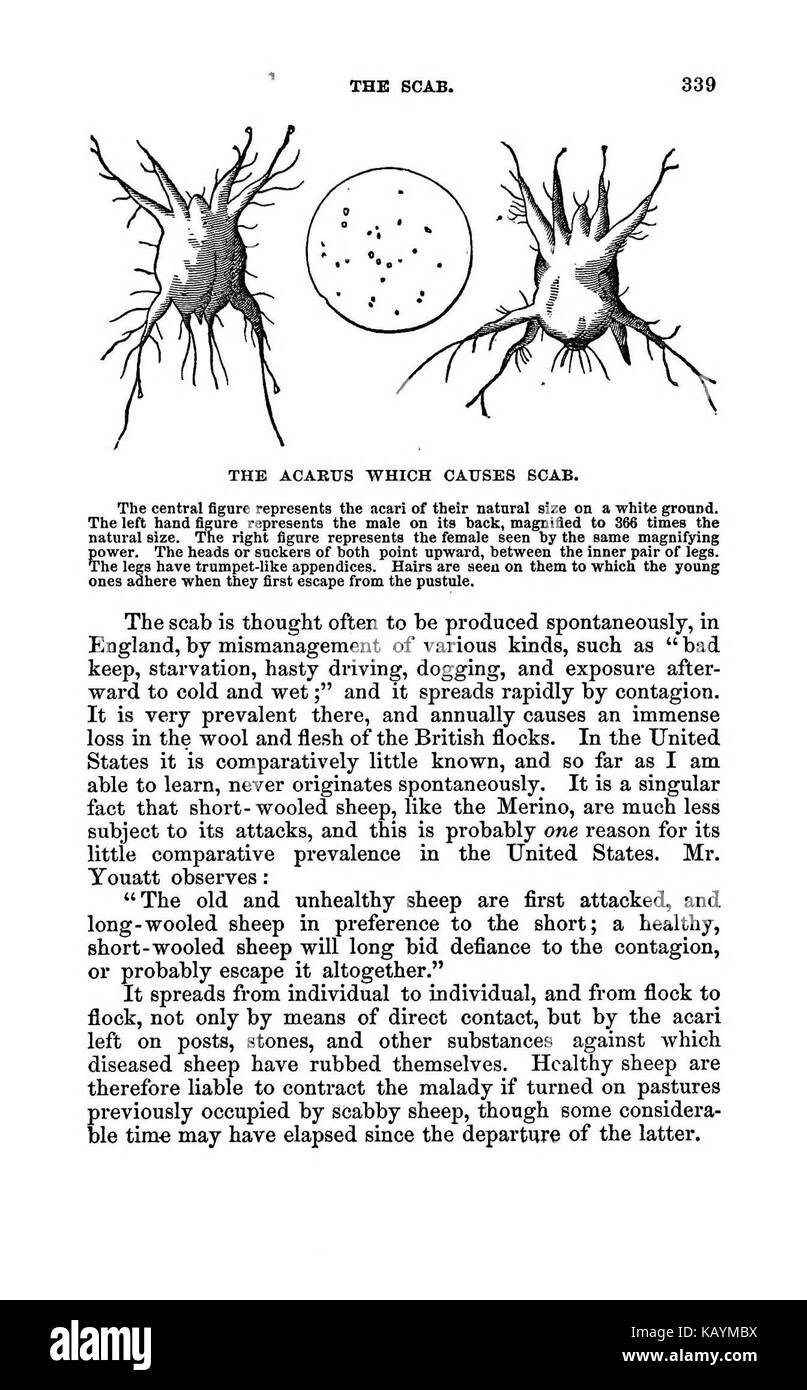 La pratica pastore BHL37776388 Foto Stock