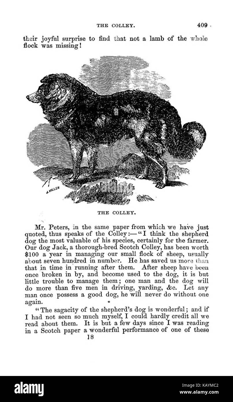 La pratica pastore BHL37776458 Foto Stock