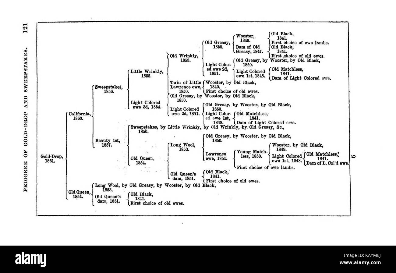Una rappresentazione di un pastore in un ambiente pratico e quotidiano, focalizzata sul suo lavoro di cura del bestiame. L'immagine riflette la vita rurale e il ruolo dei pastori nel mantenimento delle mandrie e nella gestione delle terre pastorali. Sottolinea la connessione tra gli esseri umani e la natura. Foto Stock