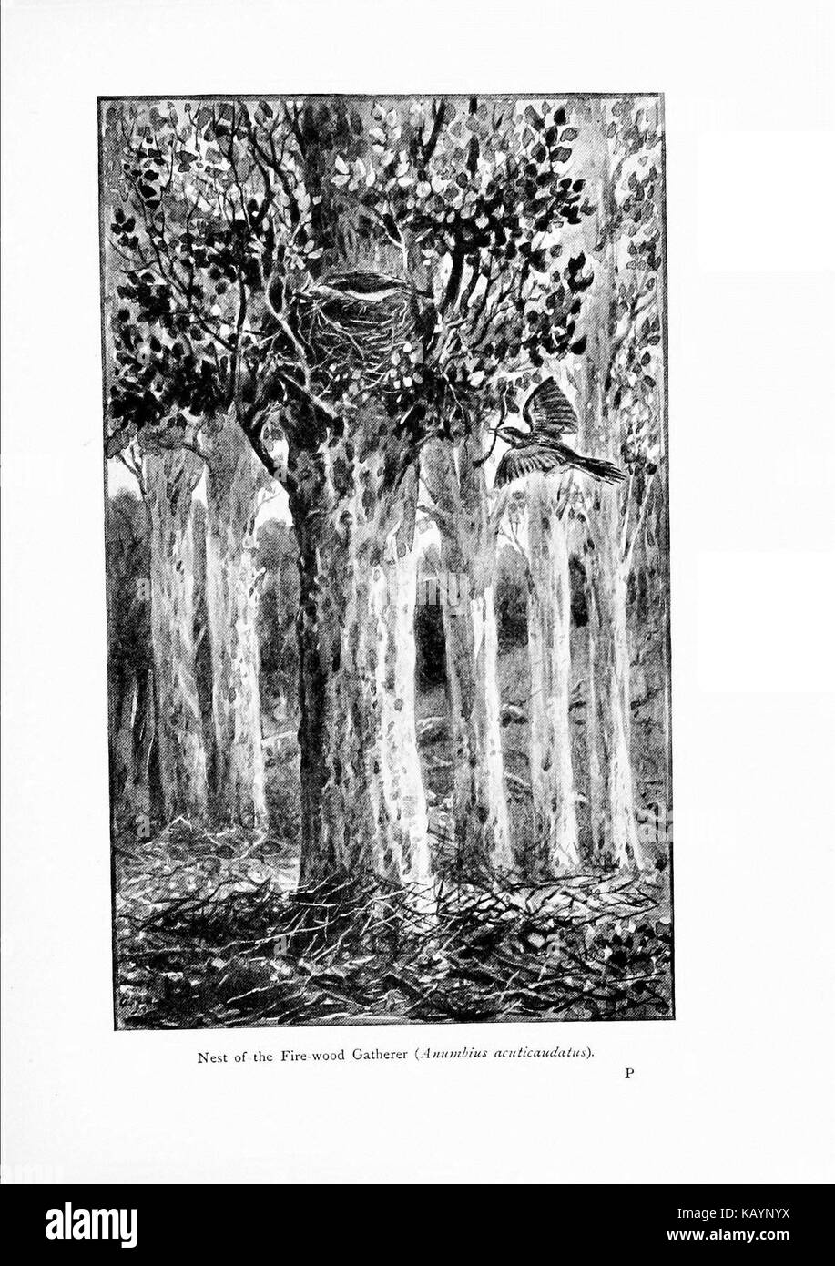 Meraviglie del mondo di uccelli (Pl. 20) (7995791401) Foto Stock