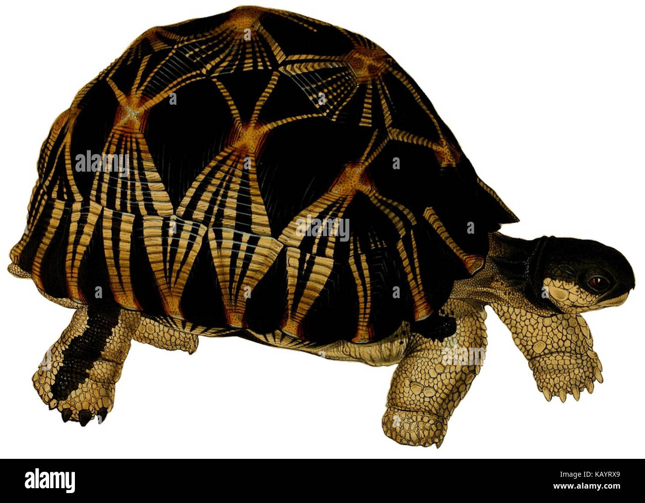 Tartarughe, terrapins, e tartarughe piastra (III) sfondo bianco Foto Stock