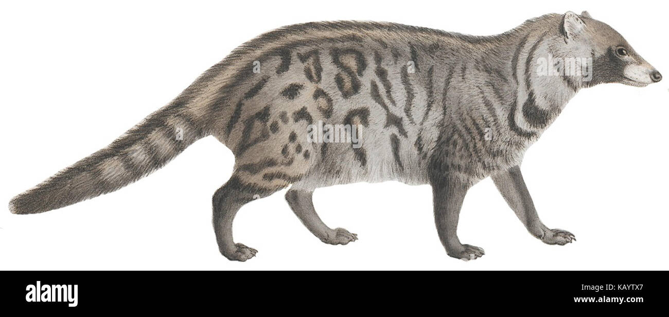 Questa stampa della collezione Iconographia Zoologica dell'Università di Amsterdam illustra la Viverra civetta, una specie di gatto civet, raffigurata tra il 1700 e il 1880. Si tratta di un importante riferimento storico per gli studi zoologici. Foto Stock
