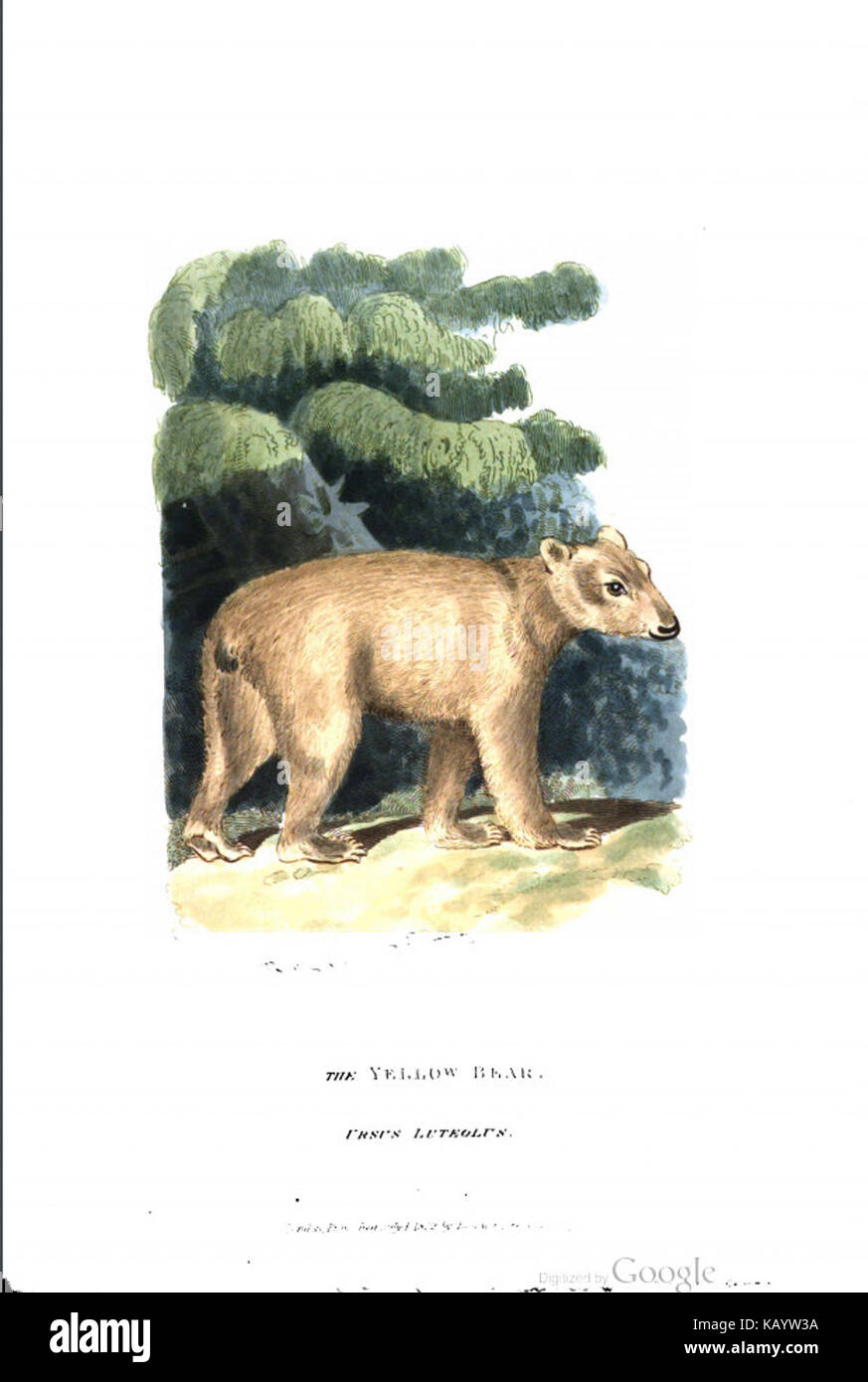 Ursus Luteolus Griffith, 1821 Foto Stock Ursus Luteolus Griffith, 1821 Foto Stock