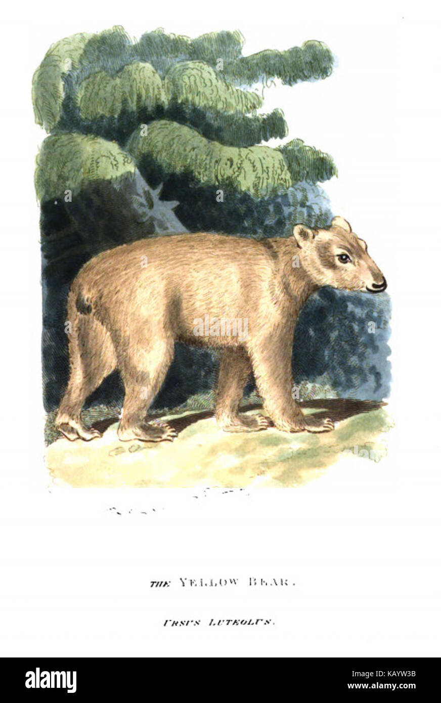 Ursus Luteolus Griffith, 1821 (ritagliate) Foto Stock