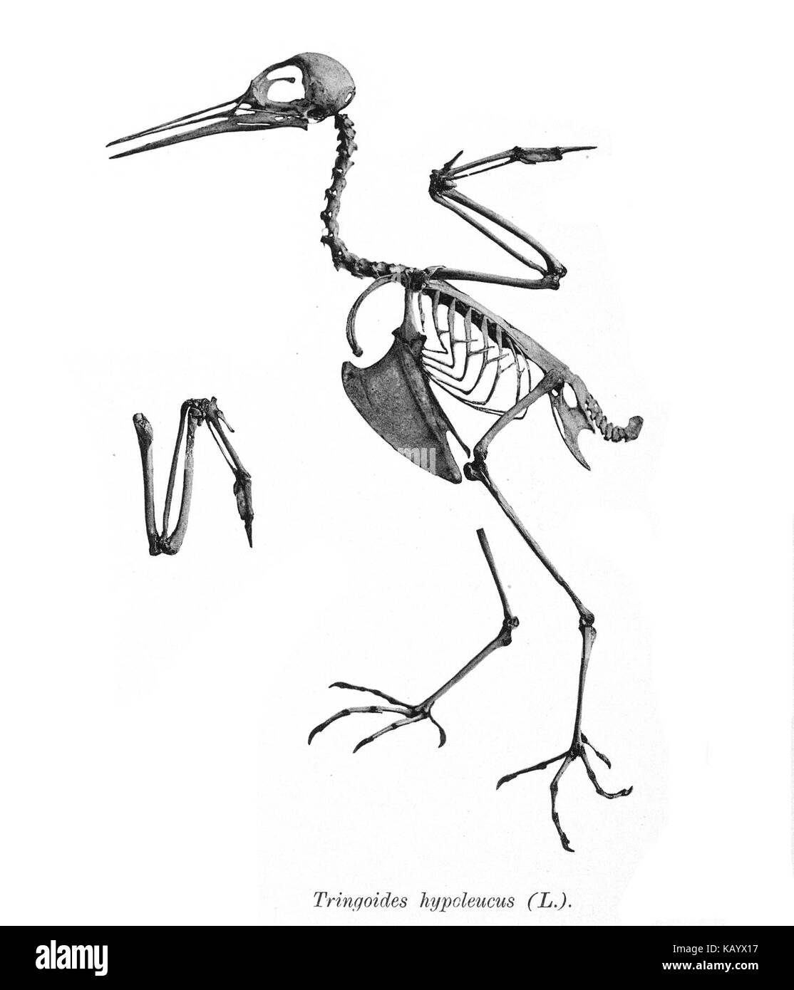 Tringa hypoleucus 162 Foto Stock