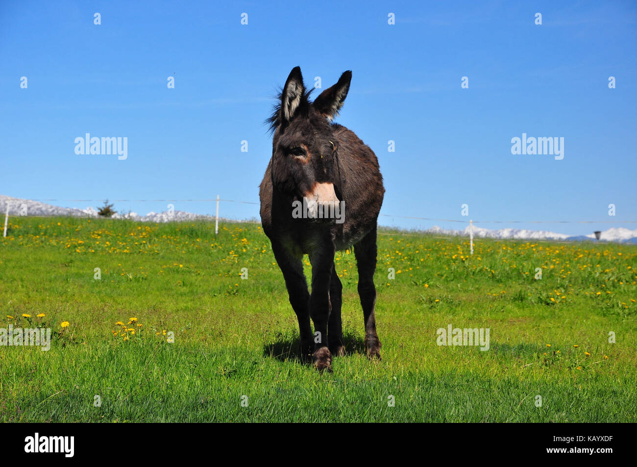 Asino, pascoli di montagna, Foto Stock