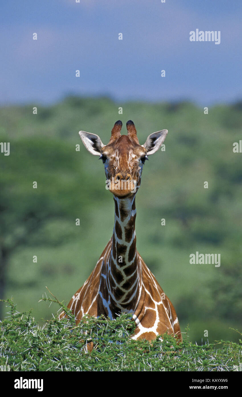 Giraffa somala, giraffa camelopardalis reticulata, samburu national park, Kenya, Africa Foto Stock