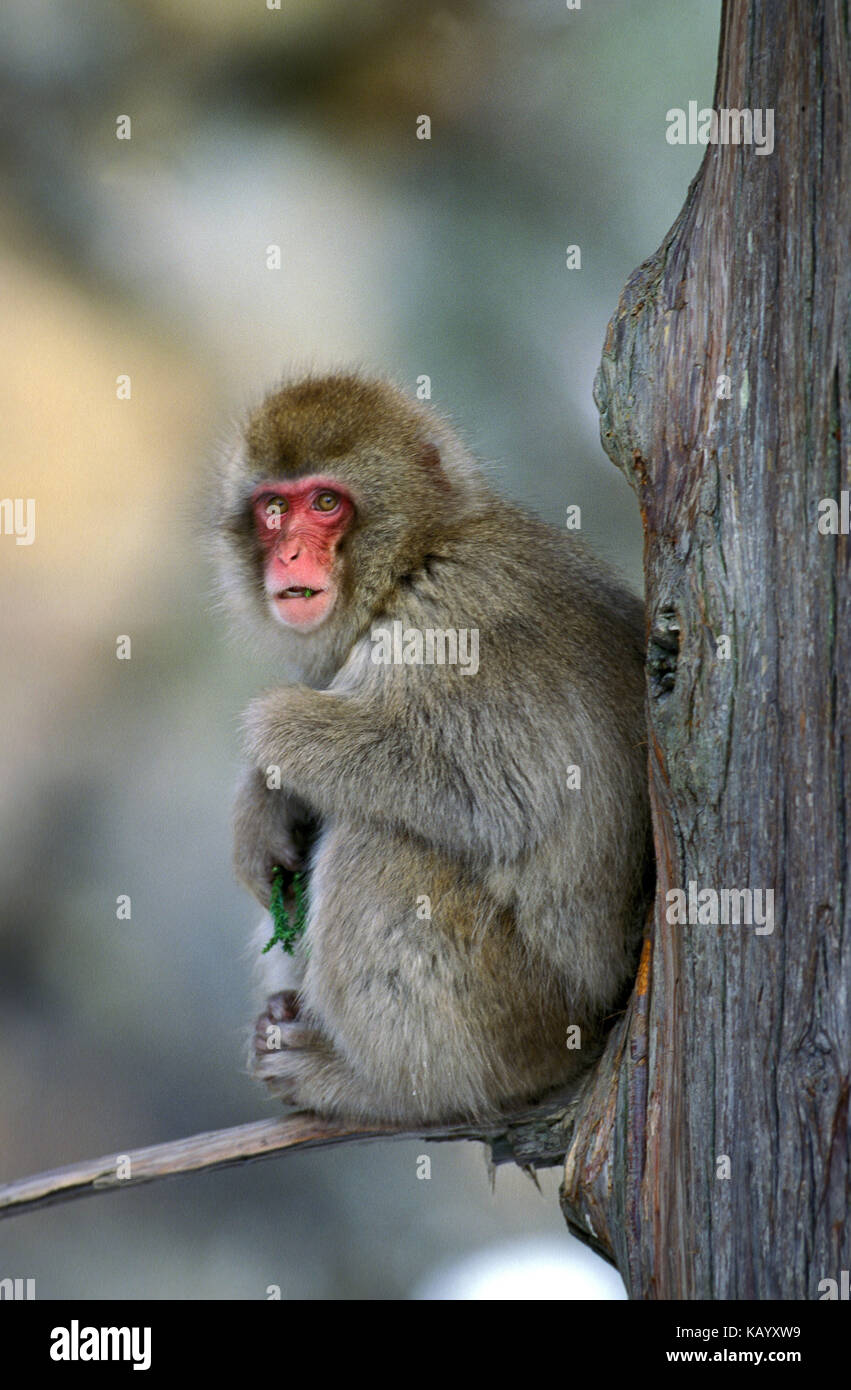 Macaque giapponese, Macaca fuscata, albero, ramo, sedersi, Hokkaido, Giappone, Foto Stock